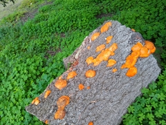 Trametes