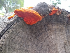 Trametes