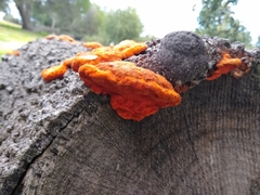 Trametes