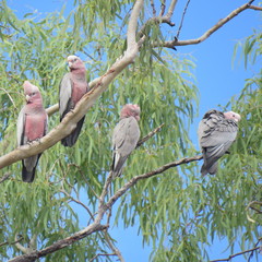 Galah photo 6