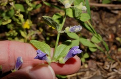 Scutellaria antirrhinoides