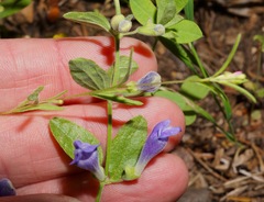 Scutellaria antirrhinoides