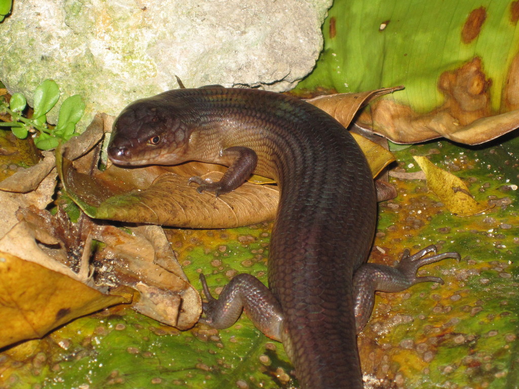 Bar-Lipped Sheen-Skink