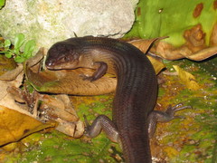 Bar-Lipped Sheen-Skink photo 1