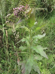 Erechtites valerianifolius