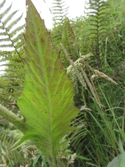 Erechtites valerianifolius