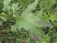 Erechtites valerianifolius