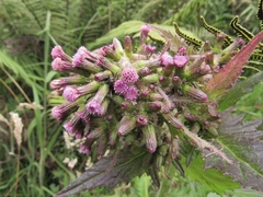 Erechtites valerianifolius