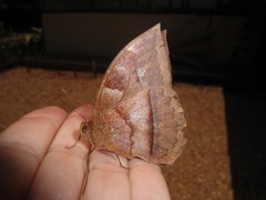 Taygetis mermeria