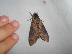 Sphinginae