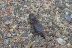 Monocrepidius submarmoratus