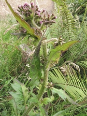 Erechtites valerianifolius