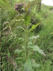 Erechtites valerianifolius