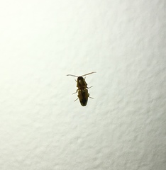 Conoderus vespertinus