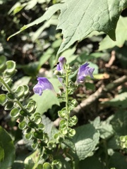 Scutellaria ovata
