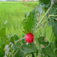 Cucumis maderaspatanus