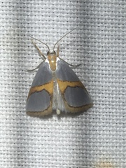 Vaxi auratellus