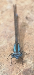 Argia carlcooki