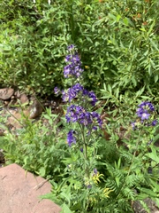Polemonium occidentale occidentale
