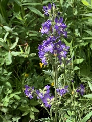 Polemonium occidentale occidentale