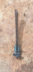 Argia carlcooki