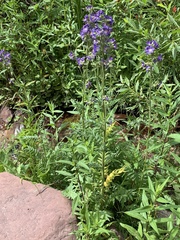 Polemonium occidentale occidentale