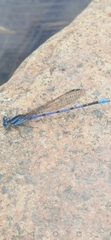 Argia carlcooki