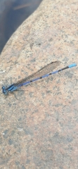 Argia carlcooki