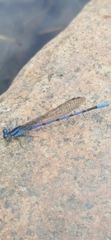 Argia carlcooki