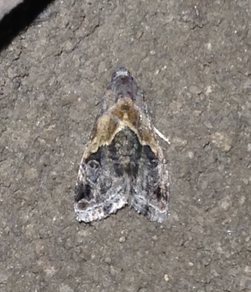 Belted Tripudia