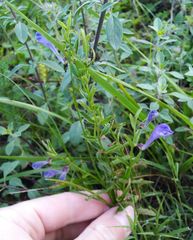 Scutellaria scordifolia
