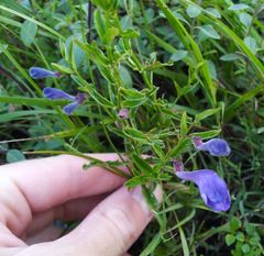 Scutellaria scordifolia