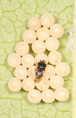 Trissolcus