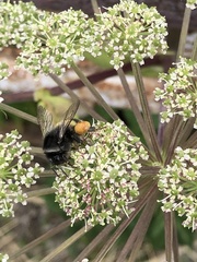Bombus ganjsuensis