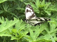 Melanargia epimede