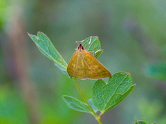 Mecyna lutealis