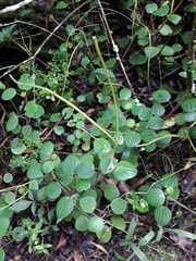 Peperomia miqueliana