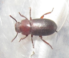 Conibius seriatus