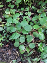 Peperomia miqueliana