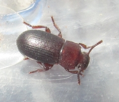 Conibius seriatus
