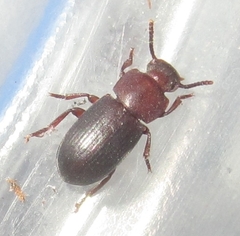 Conibius seriatus