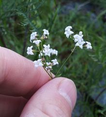 Galium paniculatum