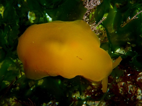 Engel's Gumdrop