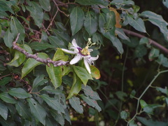 Passiflora edulis flavicarpa
