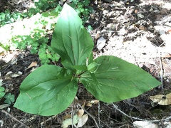 Trillium ovatum ovatum