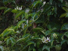 Passiflora edulis flavicarpa