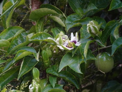 Passiflora edulis flavicarpa
