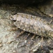 Cucaracha de Mar Occidental - Photo (c) JJ Johnson, algunos derechos reservados (CC BY-NC), subido por JJ Johnson