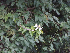 Passiflora edulis flavicarpa
