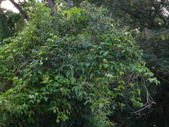 Passiflora edulis flavicarpa